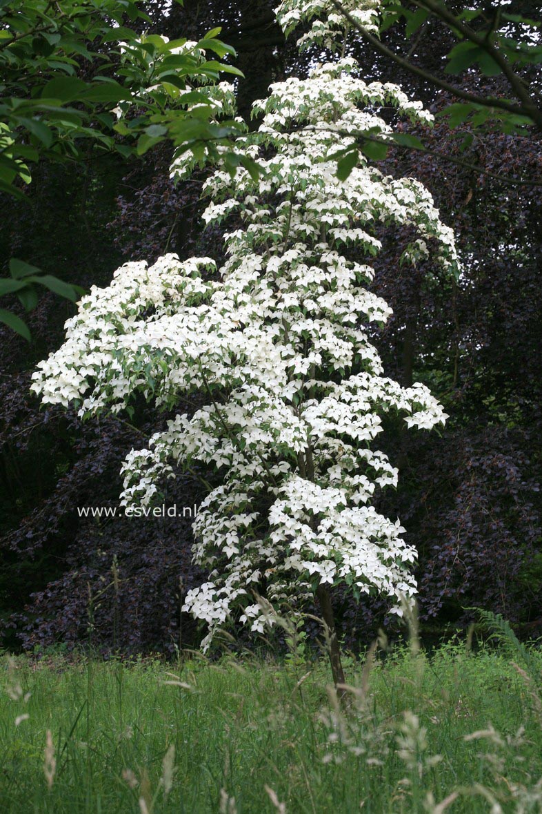 Cornus kousa 'Weisse Fontaene'