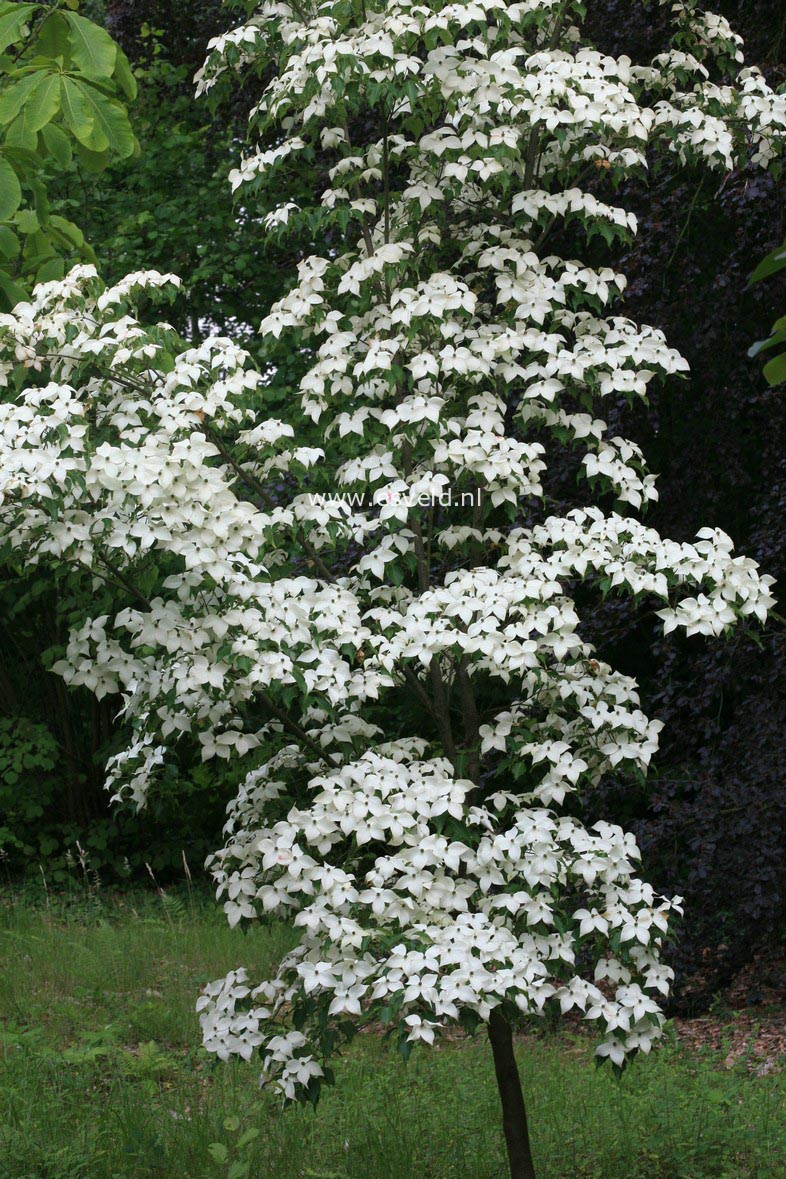 Cornus kousa 'Weisse Fontaene'