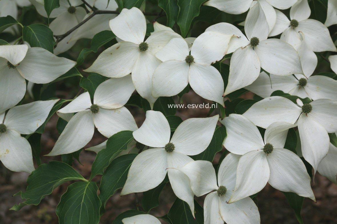 Cornus kousa 'Weisse Fontaene'