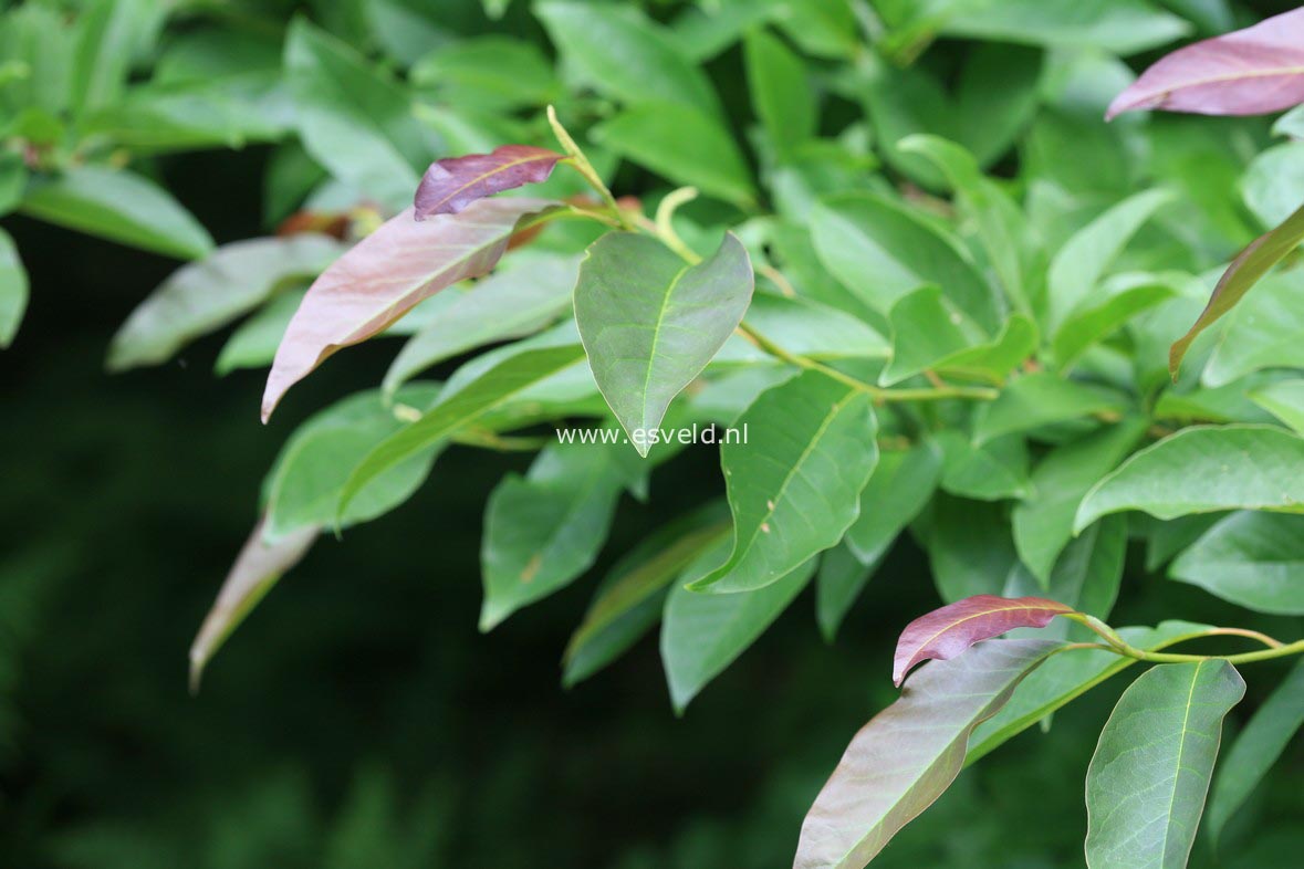 Magnolia salicifolia 'Concolor'