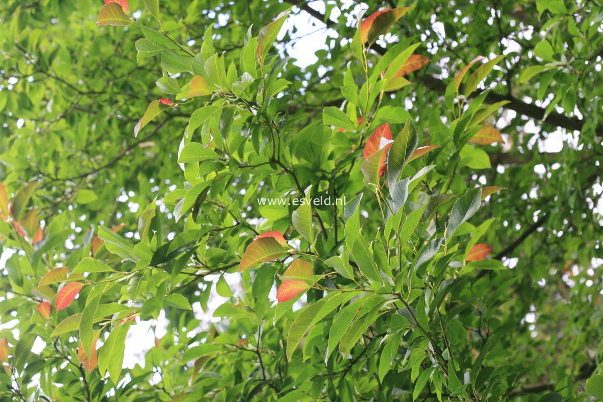 Magnolia salicifolia 'Concolor'