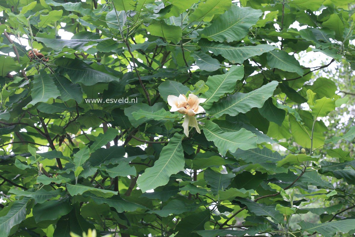 Magnolia macrophylla