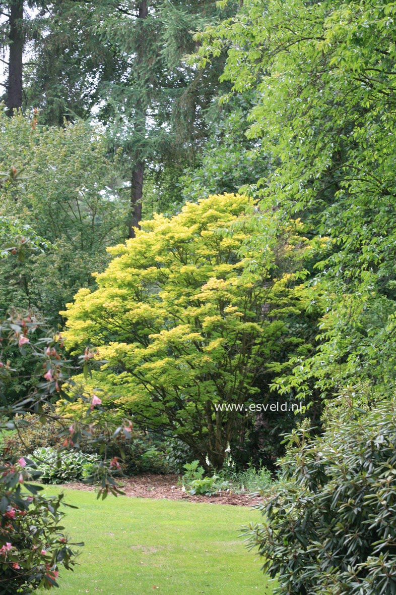 Acer shirasawanum 'Aureum'