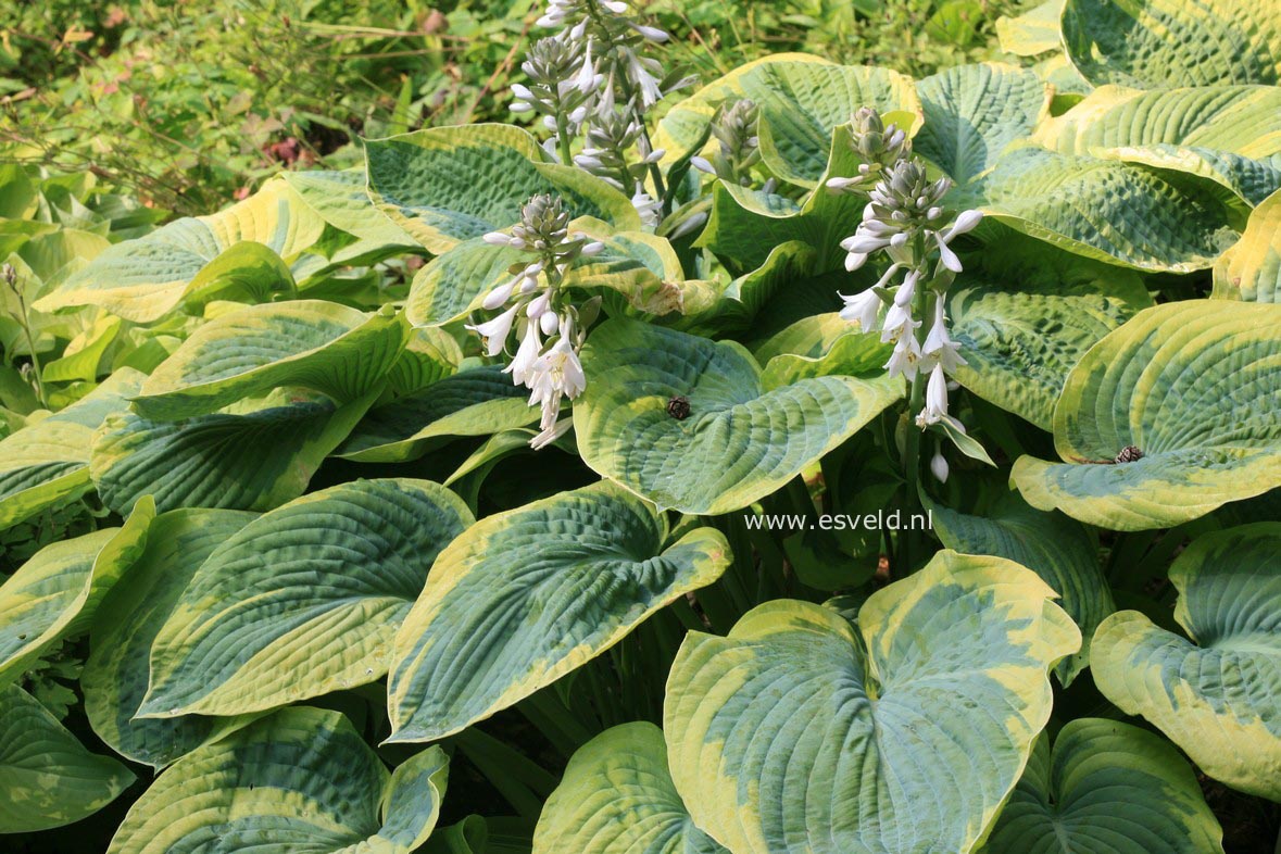 Hosta sieboldiana 'Frances Williams'