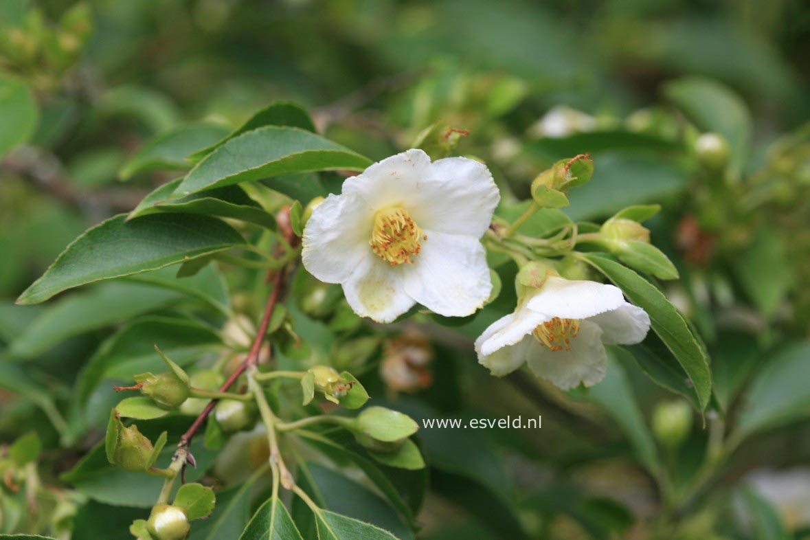 Stewartia monadelpha