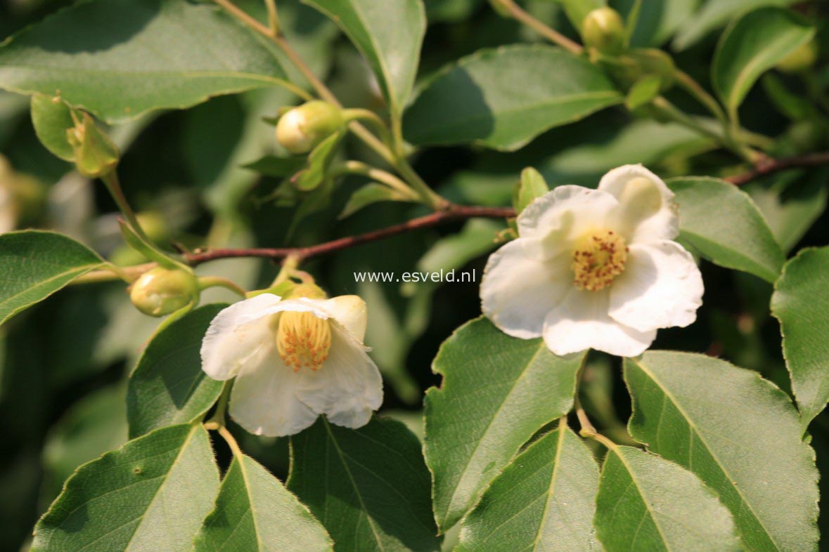 Stewartia monadelpha