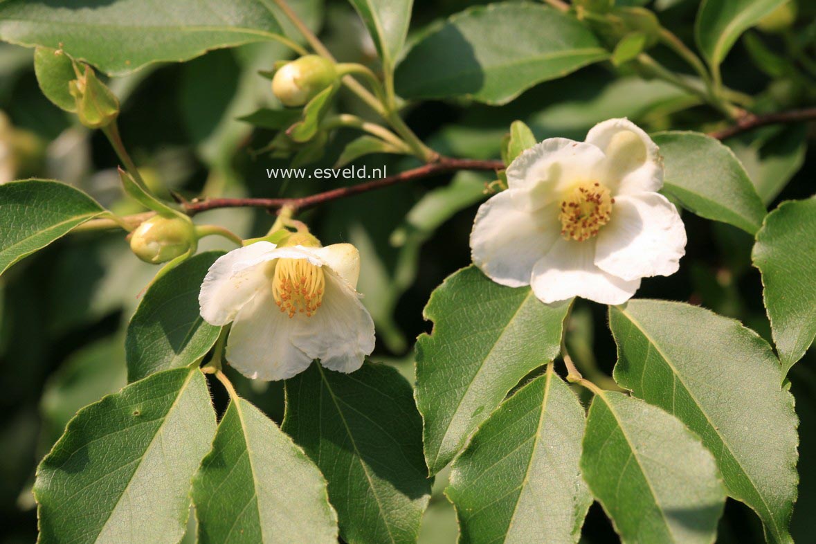 Stewartia monadelpha