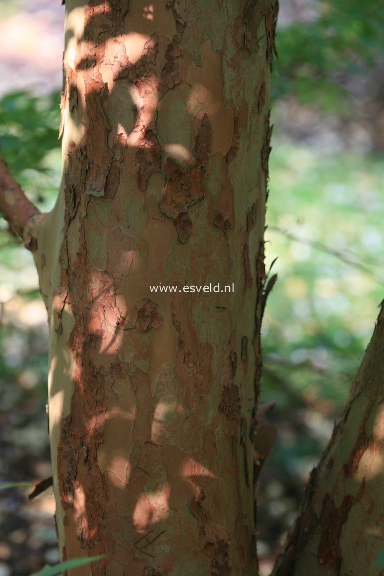 Stewartia monadelpha