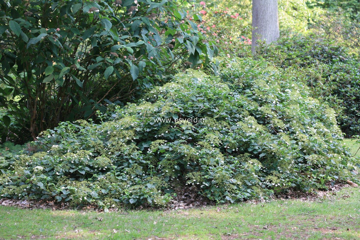 Hydrangea anomala petiolaris