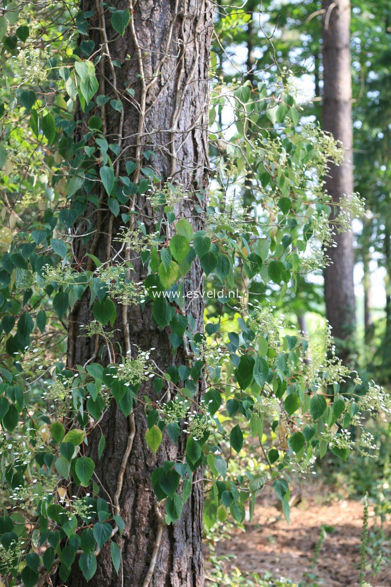 Schizophragma hydrangeoides