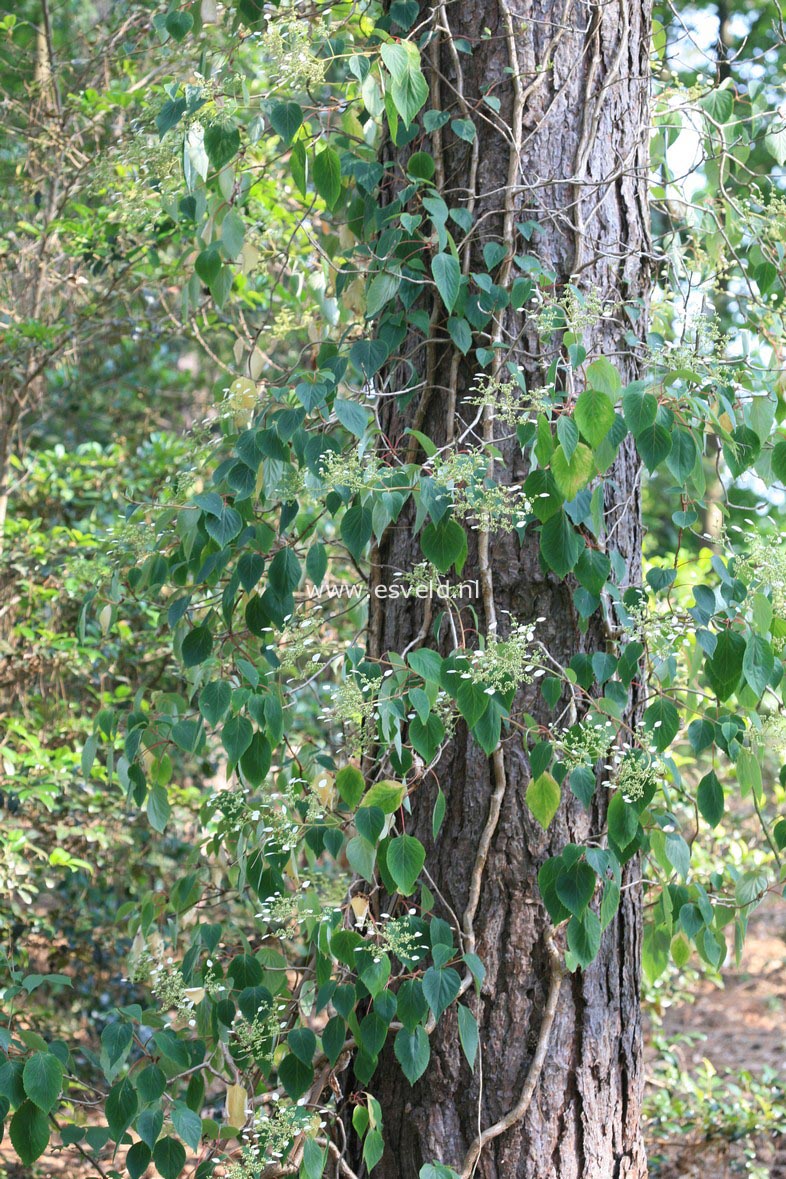 Schizophragma hydrangeoides