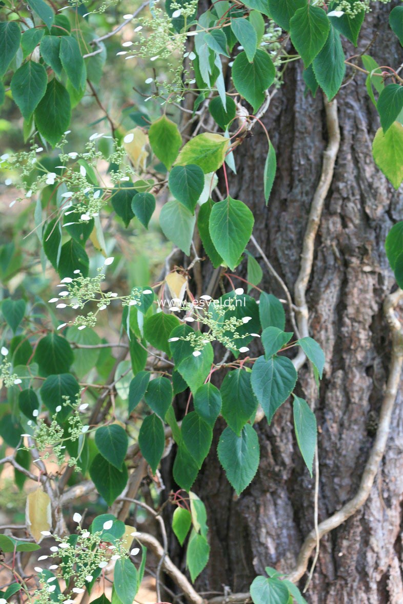 Schizophragma hydrangeoides