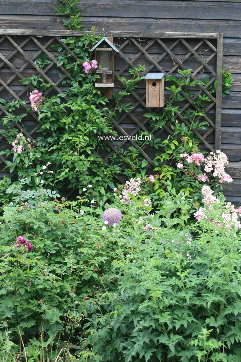 Rosa 'Ballerina'