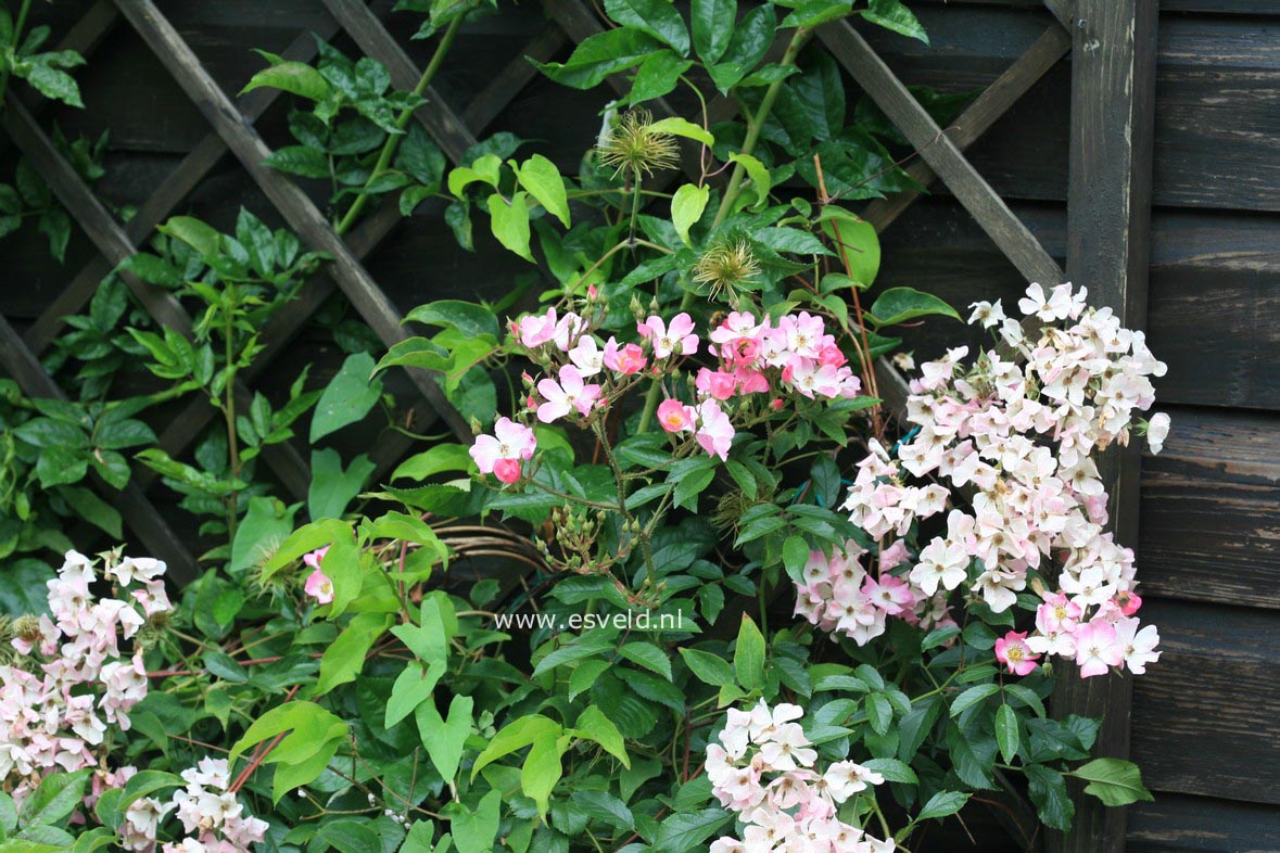 Rosa 'Ballerina'