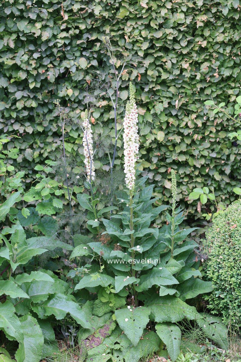 Verbascum chaixii 'Album'