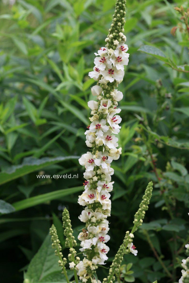 Verbascum chaixii 'Album'