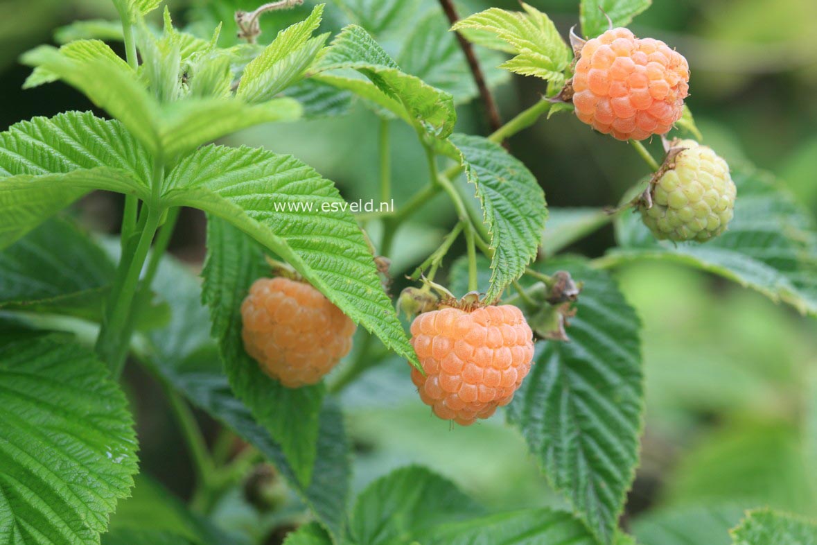 Rubus idaeus 'Fallgold'