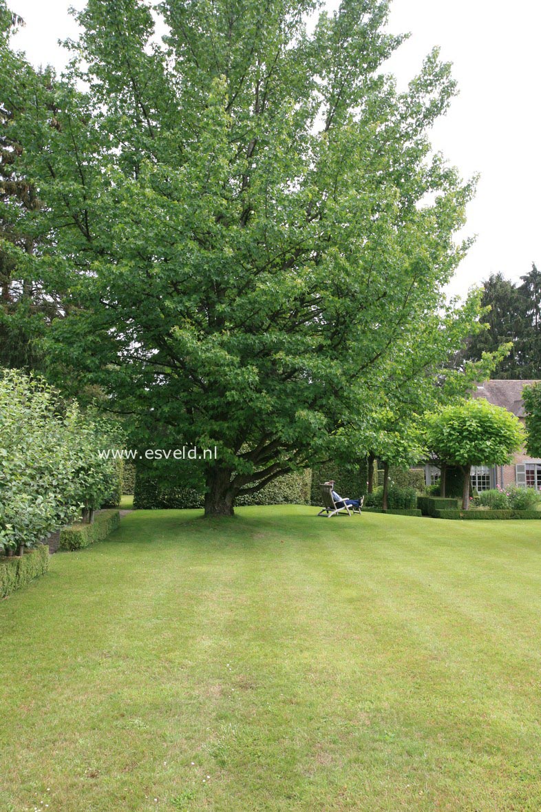 Liquidambar styraciflua