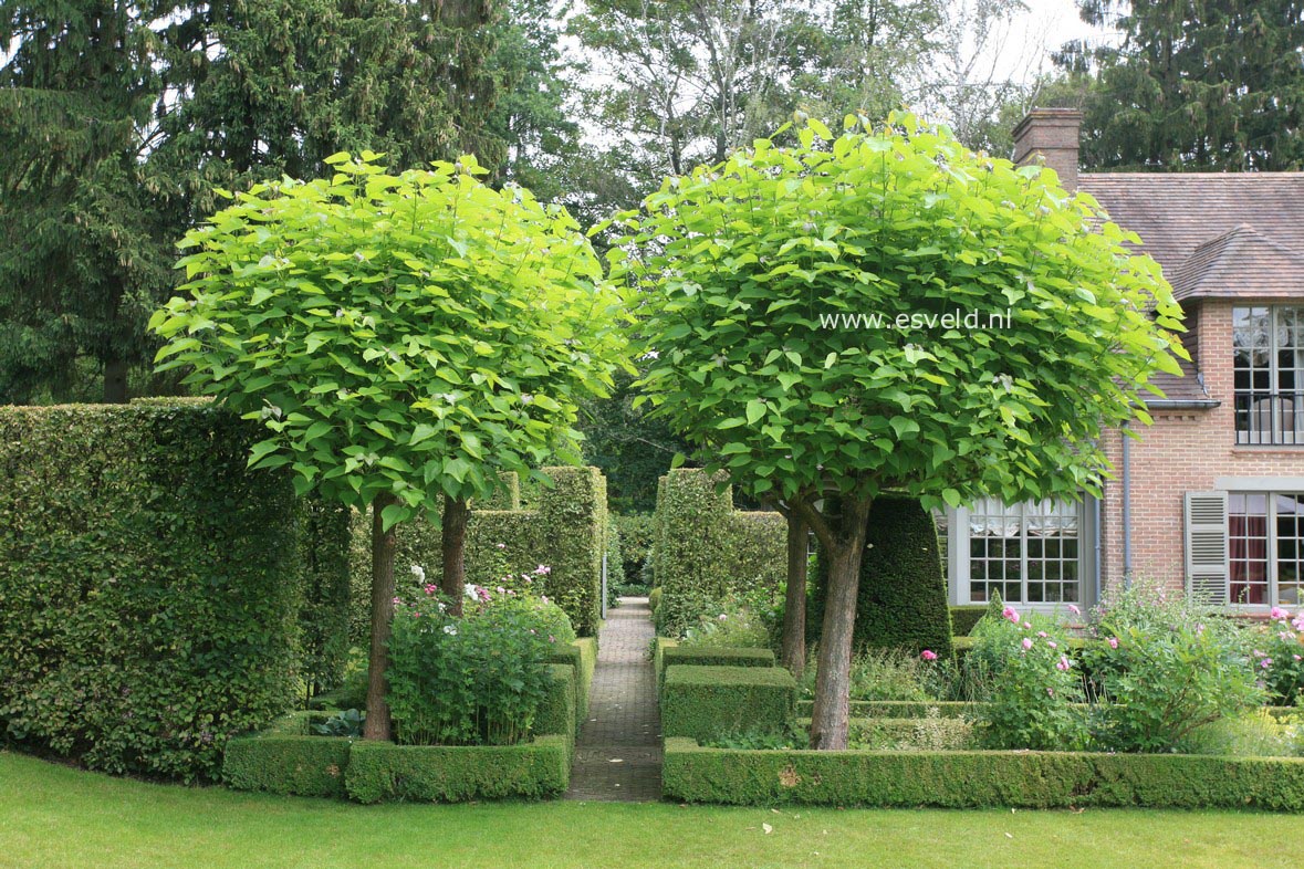 Catalpa bignonioides 'Aurea'