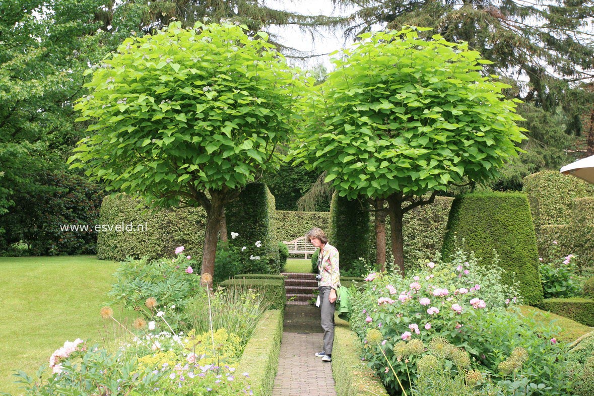 Catalpa bignonioides 'Aurea'