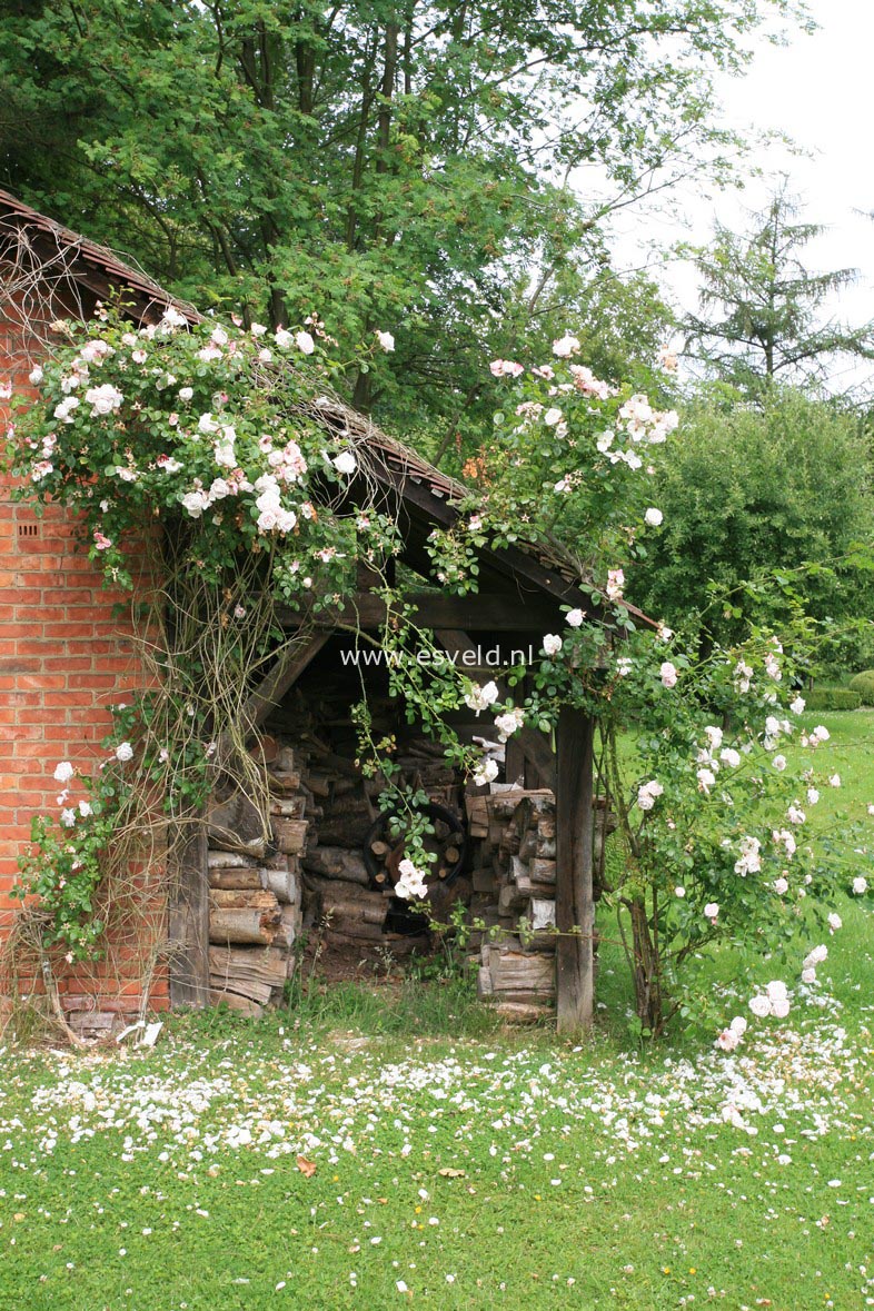 Rosa 'New Dawn'