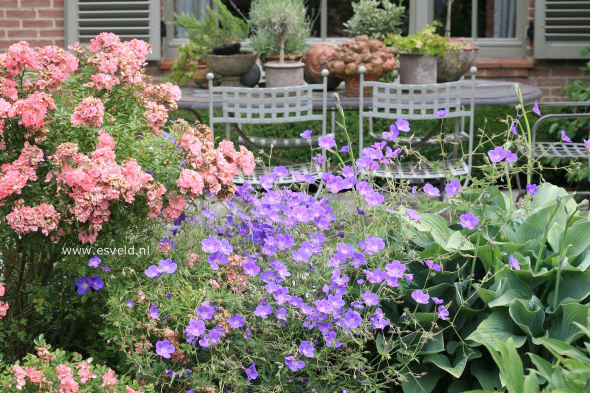 Geranium 'Rozanne'