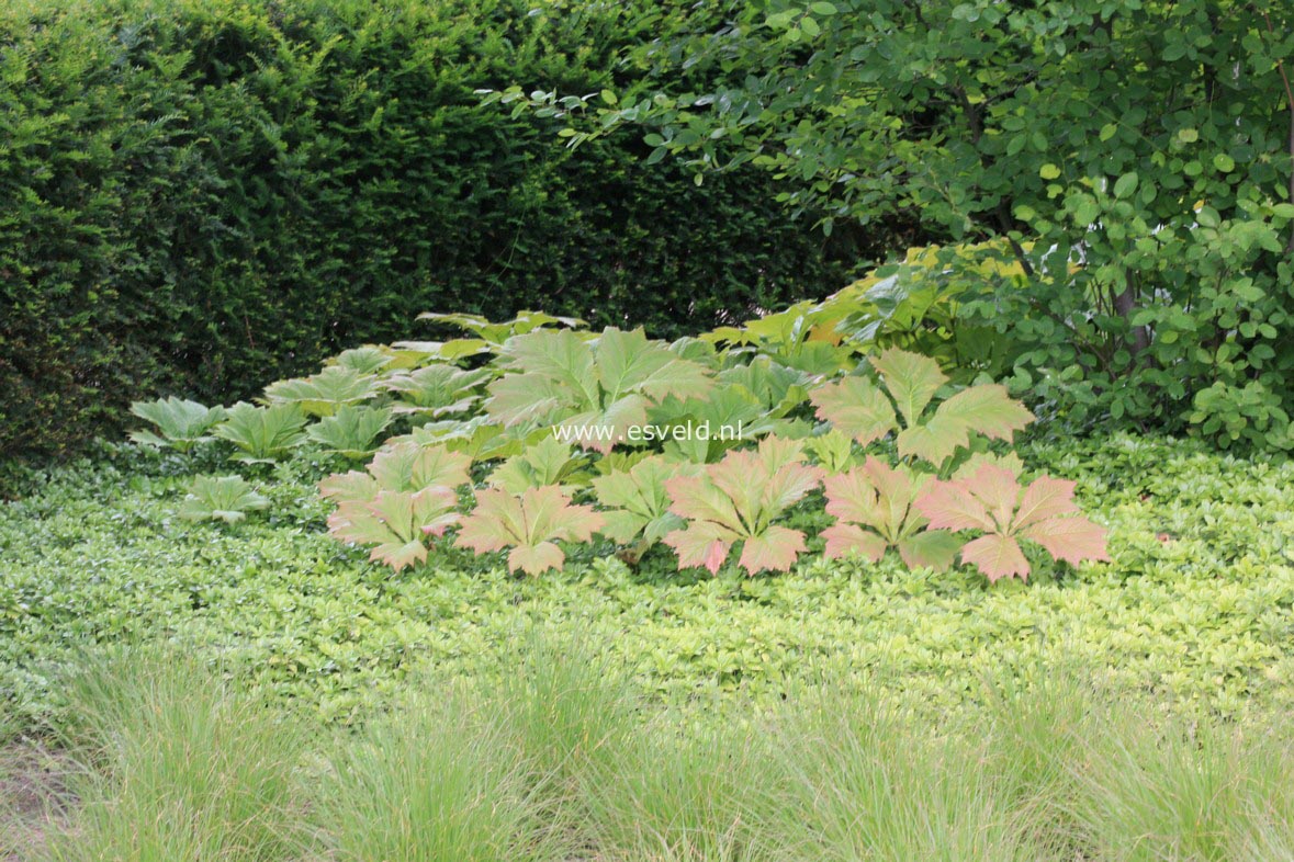 Rodgersia podophylla