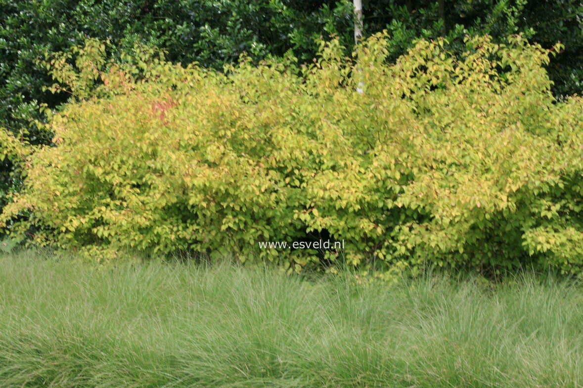 Cornus sanguinea 'Midwinter Fire'