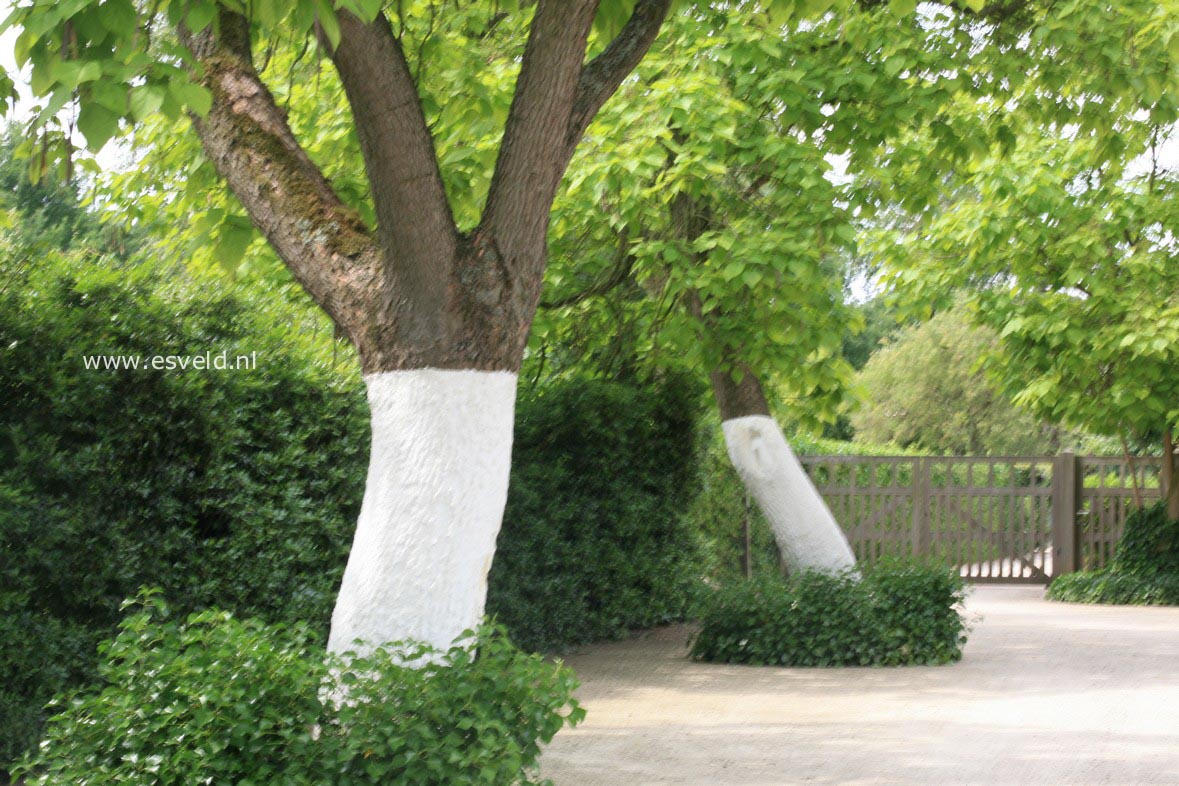 Catalpa bignonioides