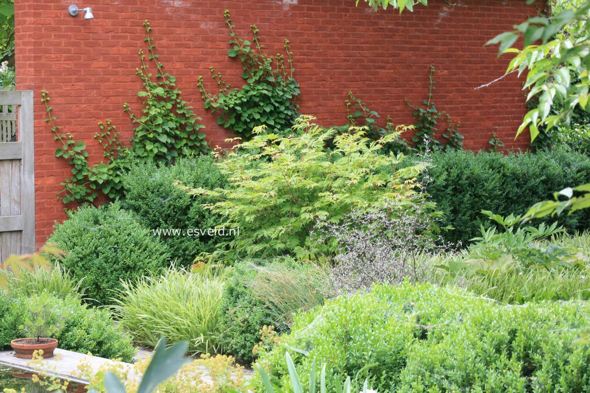 Acer japonicum 'Aconitifolium'