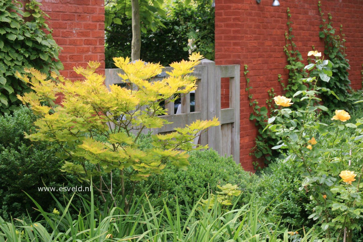 Acer shirasawanum 'Aureum'