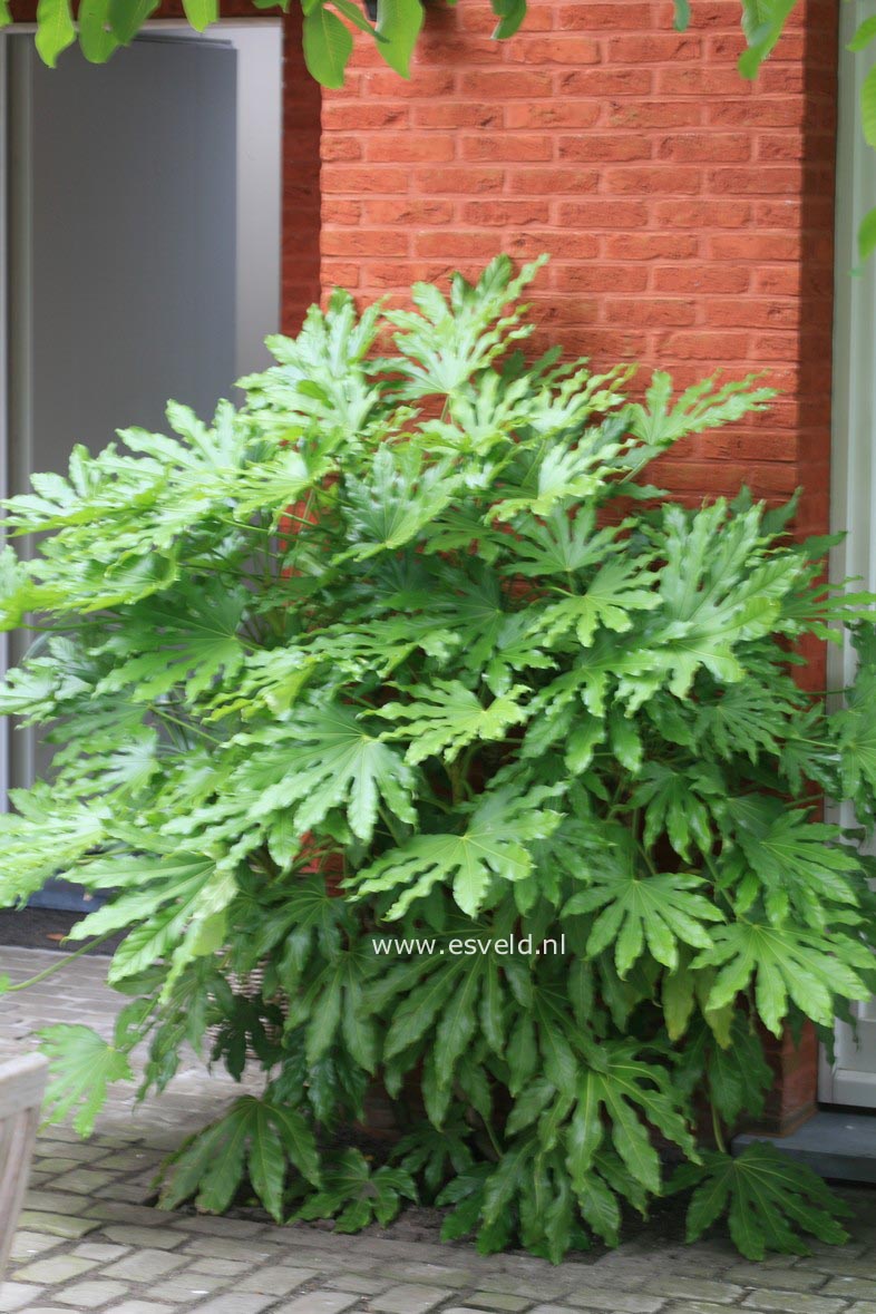 Fatsia japonica