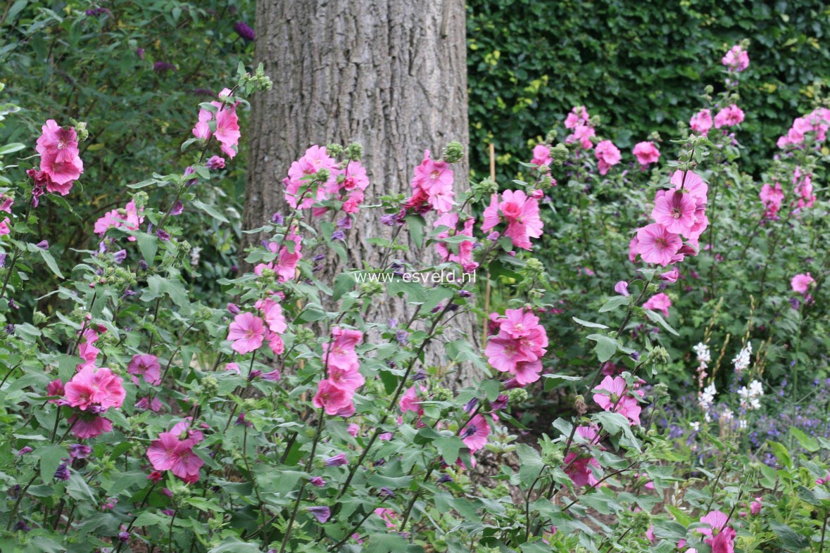 Lavatera 'Bredon Springs'