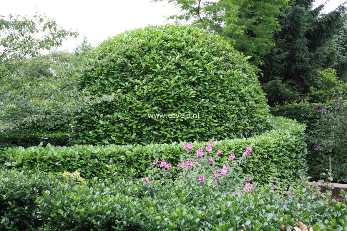 Prunus laurocerasus 'Rotundifolia'