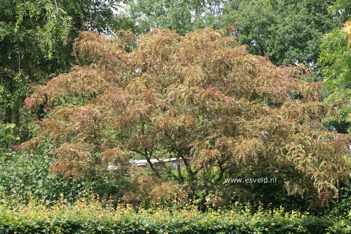 Gleditsia triacanthos 'Rubylace'