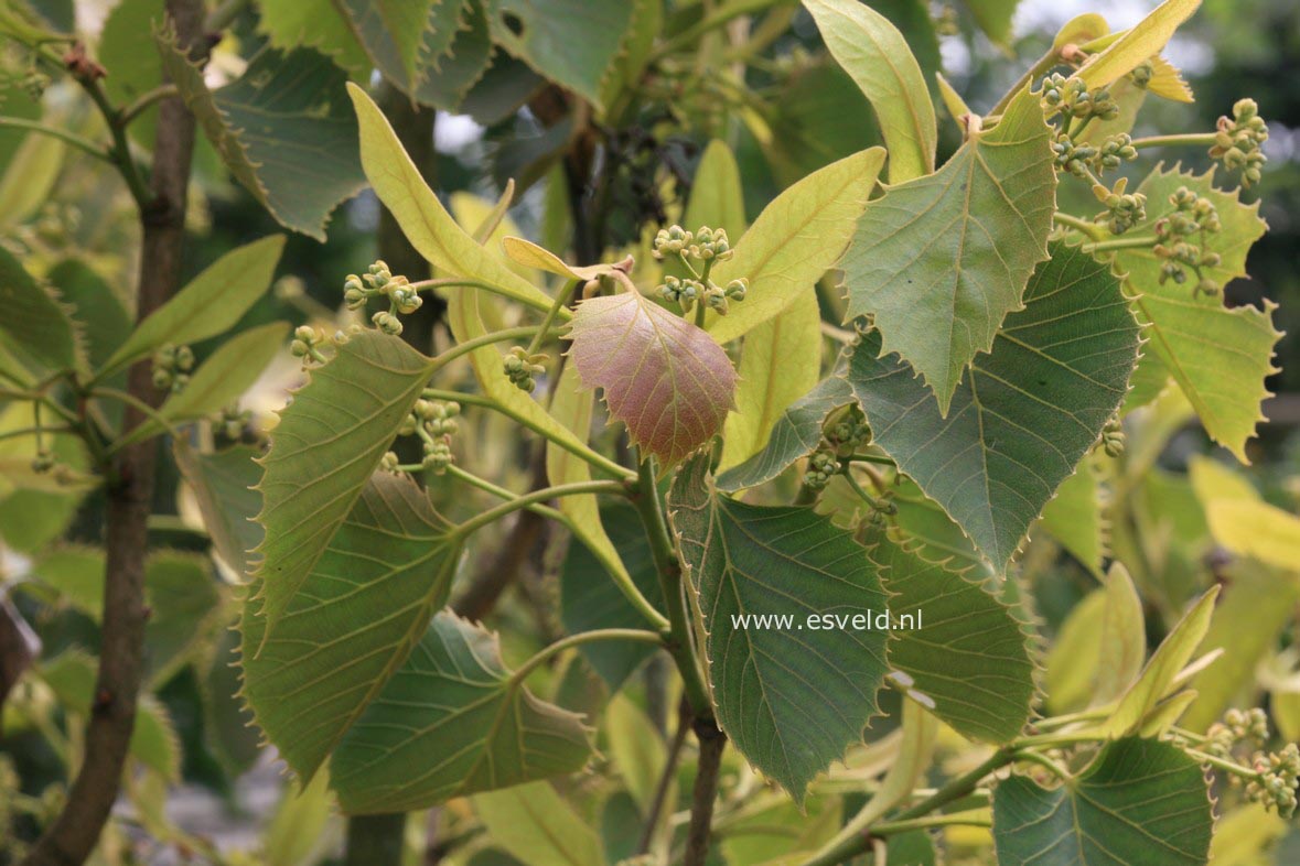 Tilia henryana