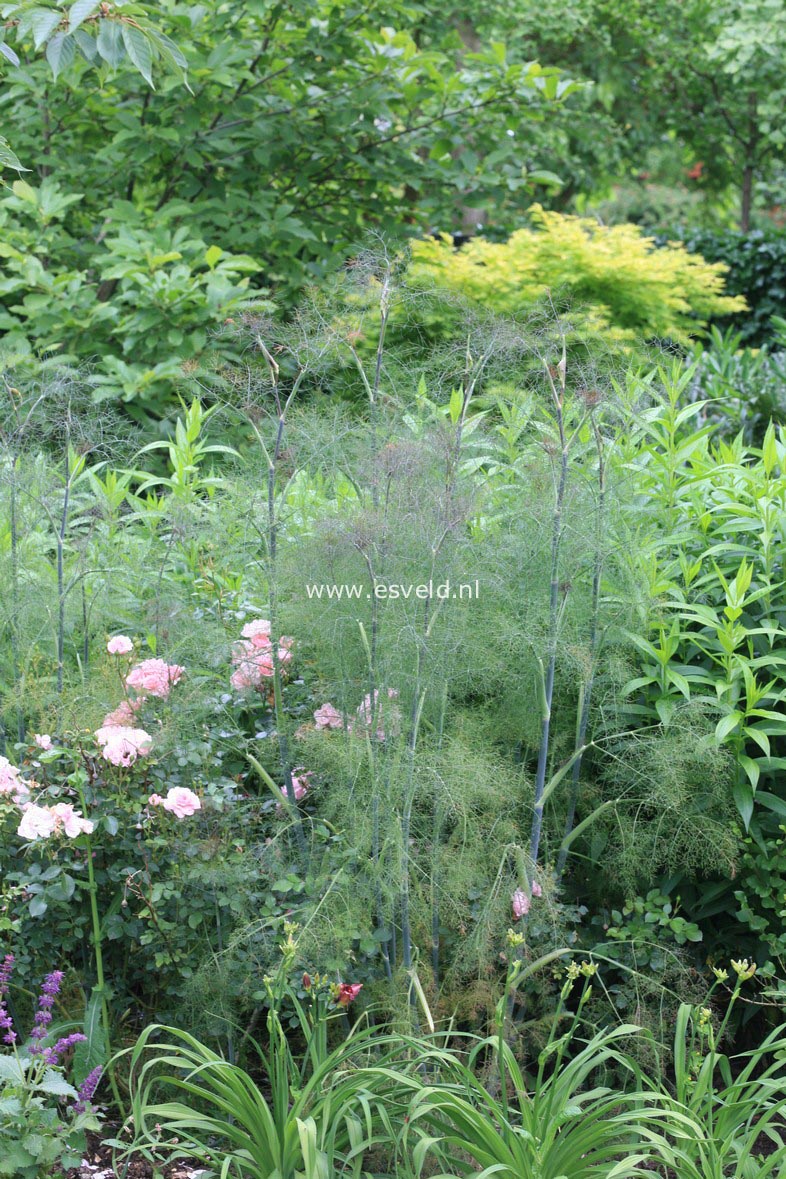 Foeniculum vulgare 'Purpureum'