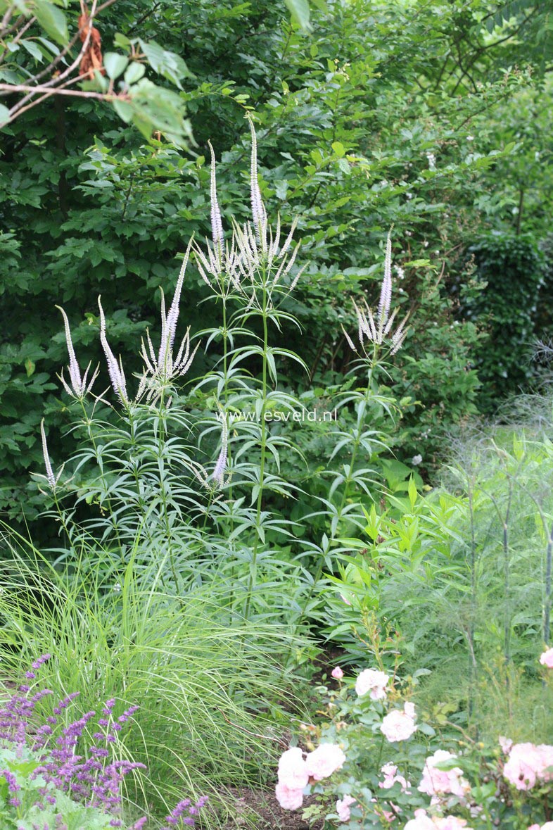 Veronicastrum virginicum 'Lavendelturm'