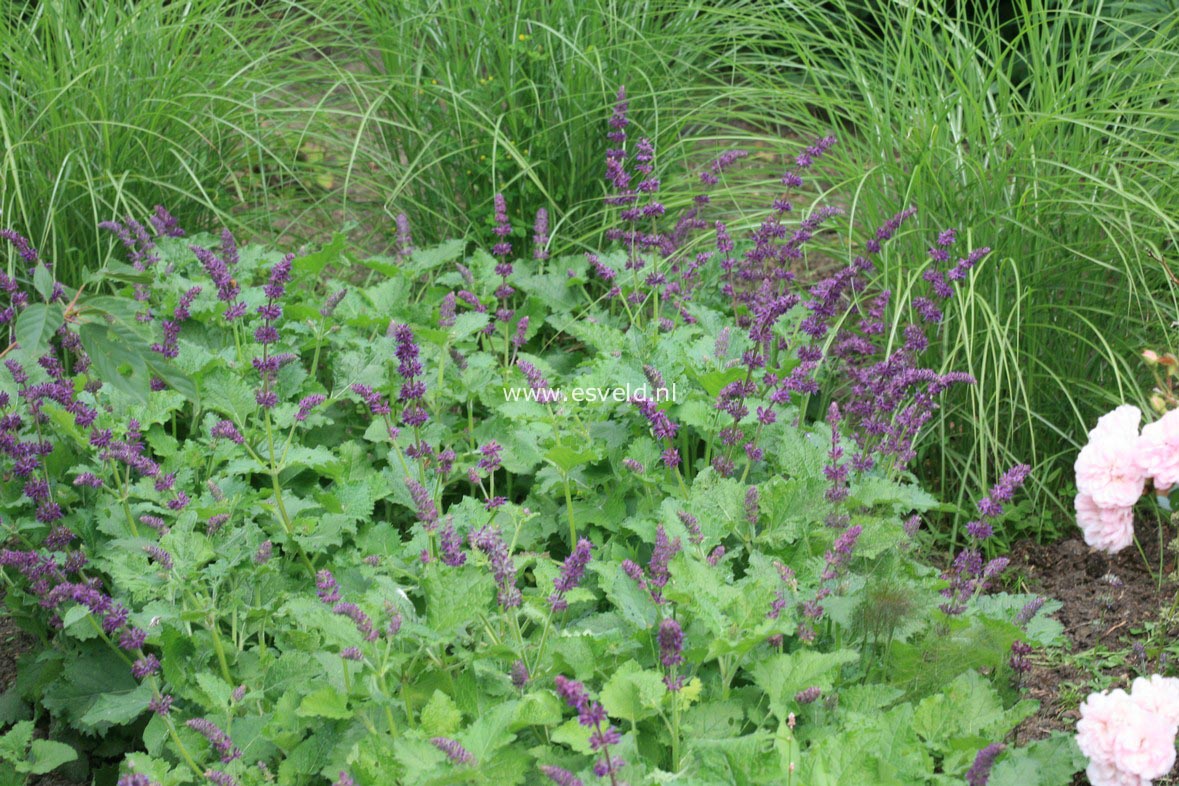 Salvia verticillata 'Purple Rain'