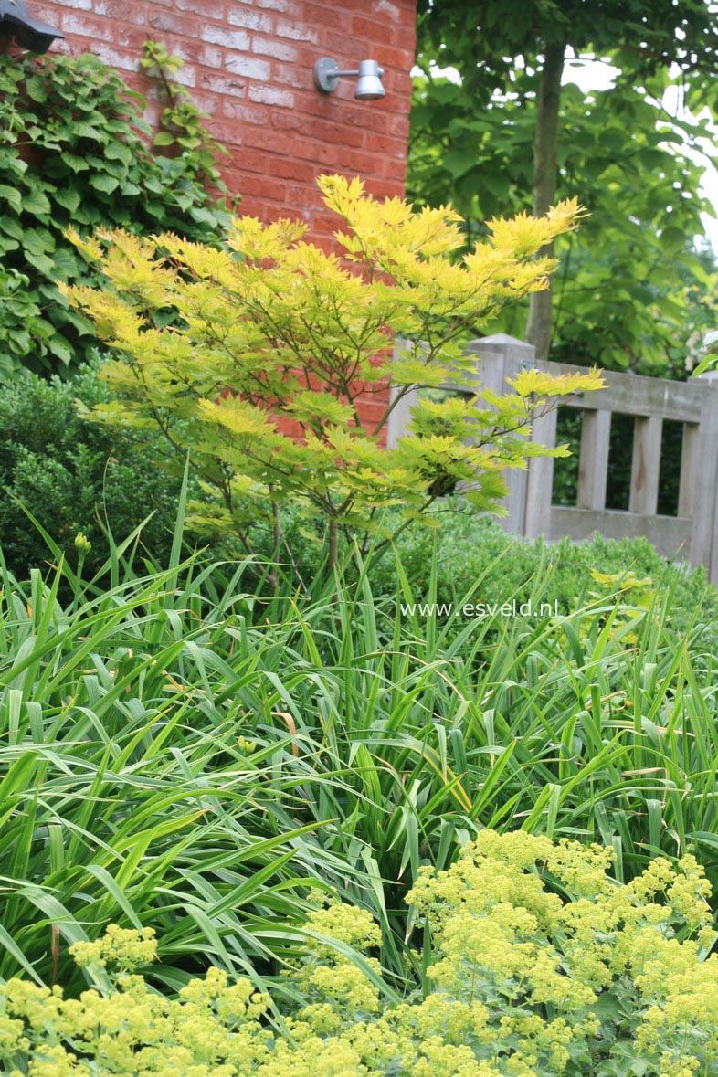 Acer shirasawanum 'Aureum'