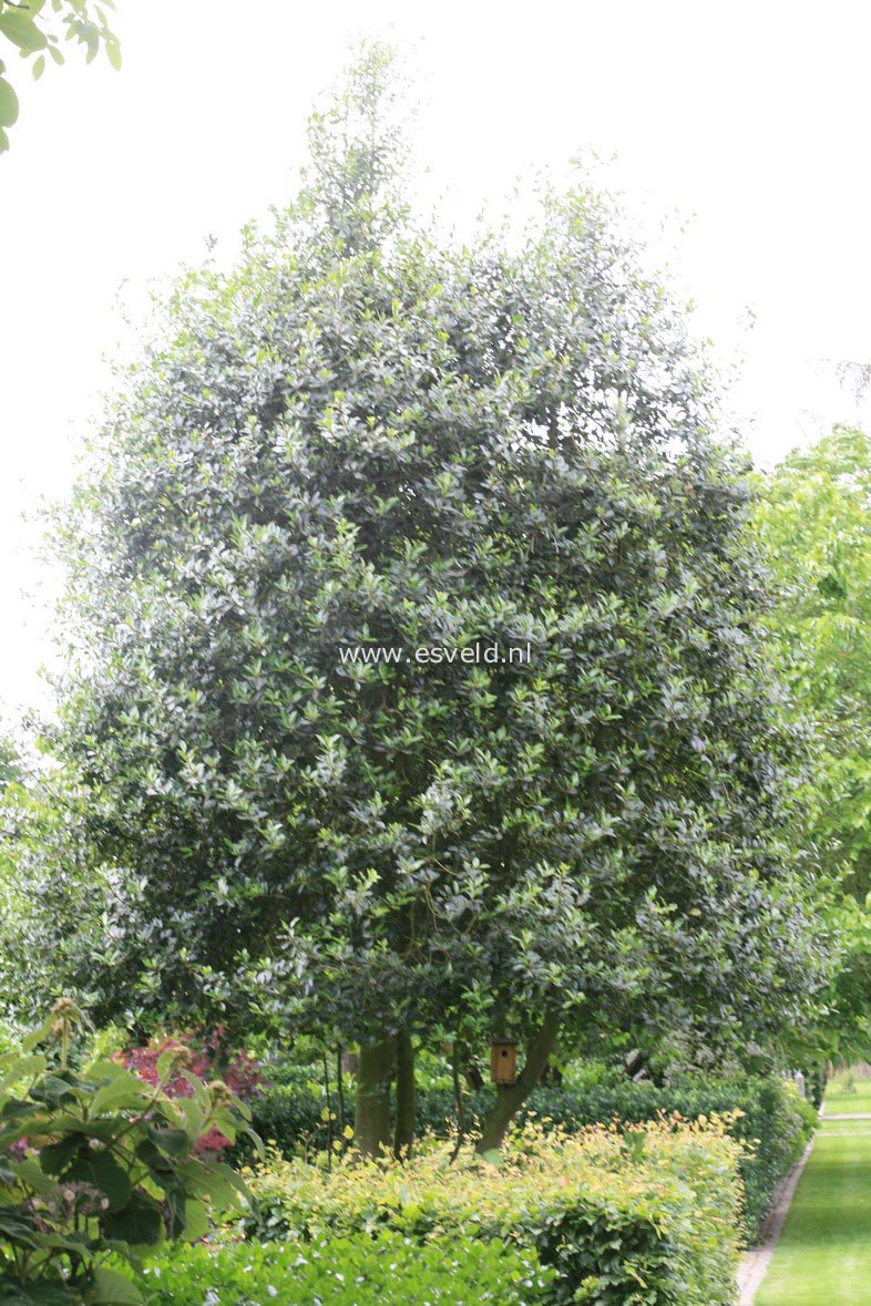 Ilex aquifolium