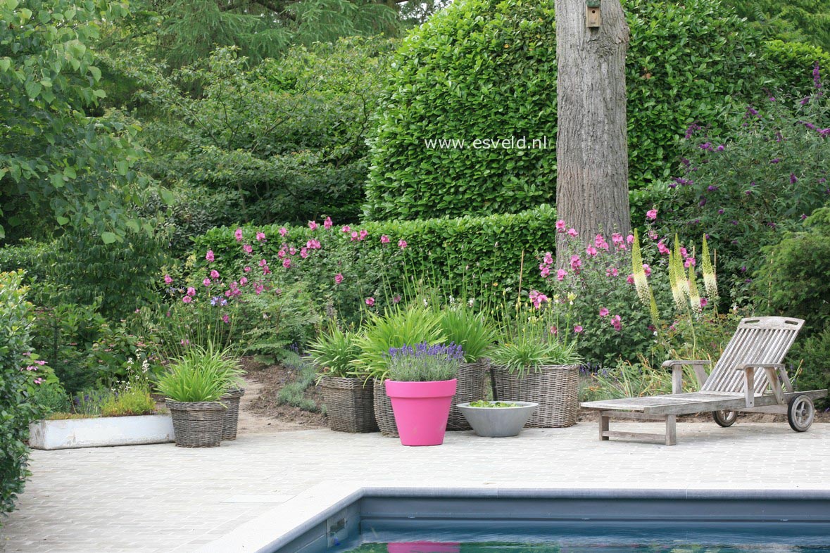 Lavatera 'Bredon Springs'