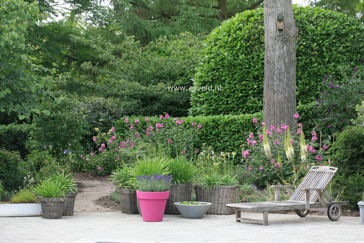 Lavatera 'Bredon Springs'