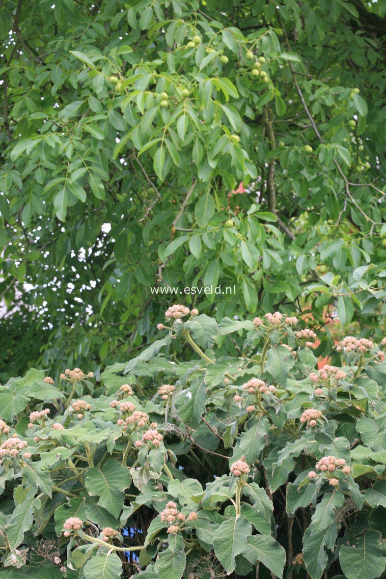 Hydrangea aspera sargentiana