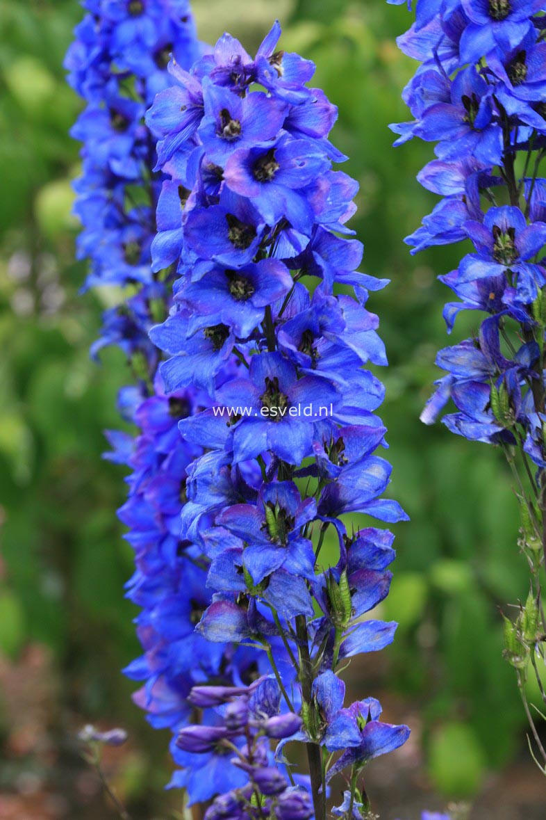 Delphinium 'Finsteraarhorn'