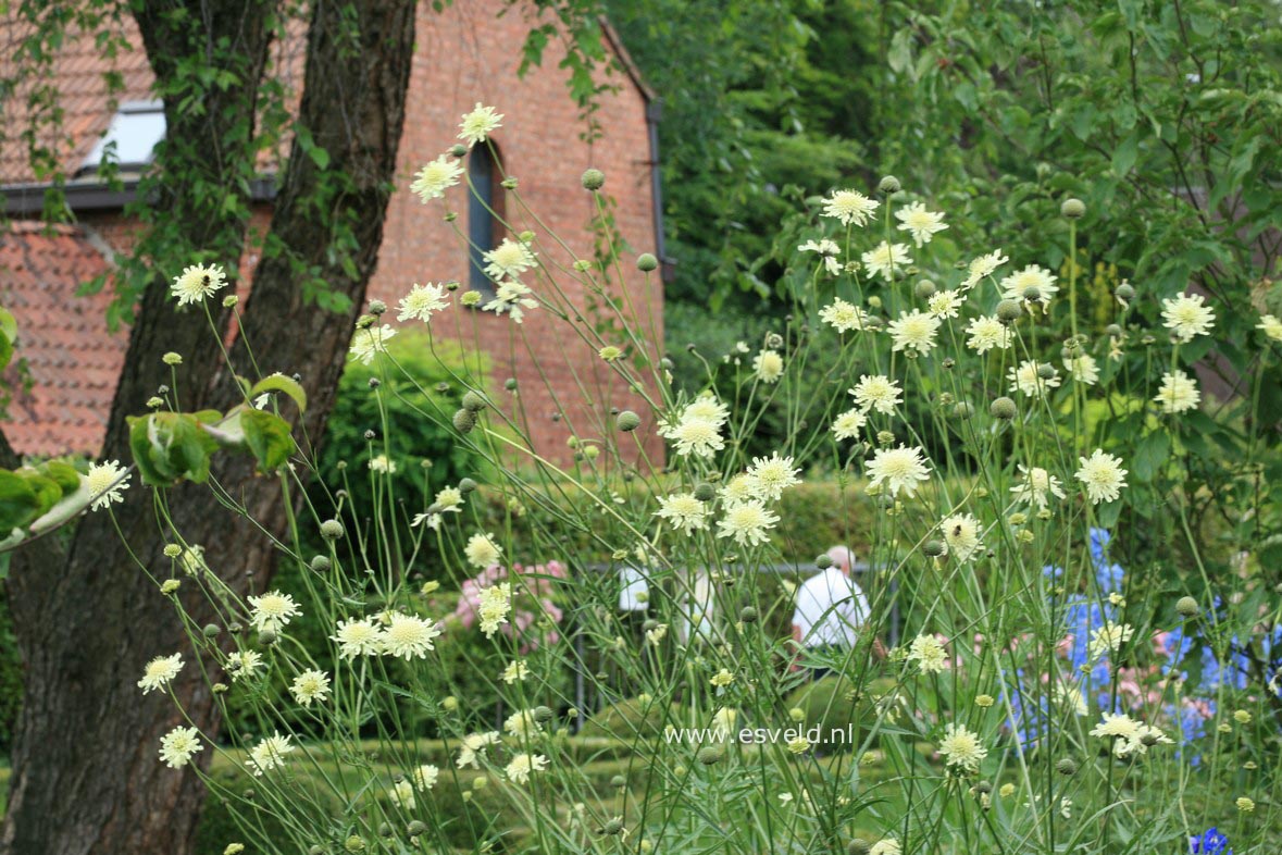 Cephalaria gigantea