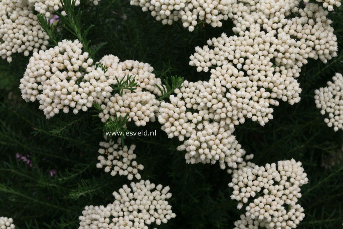 Ozothamnus rosmarinifolius