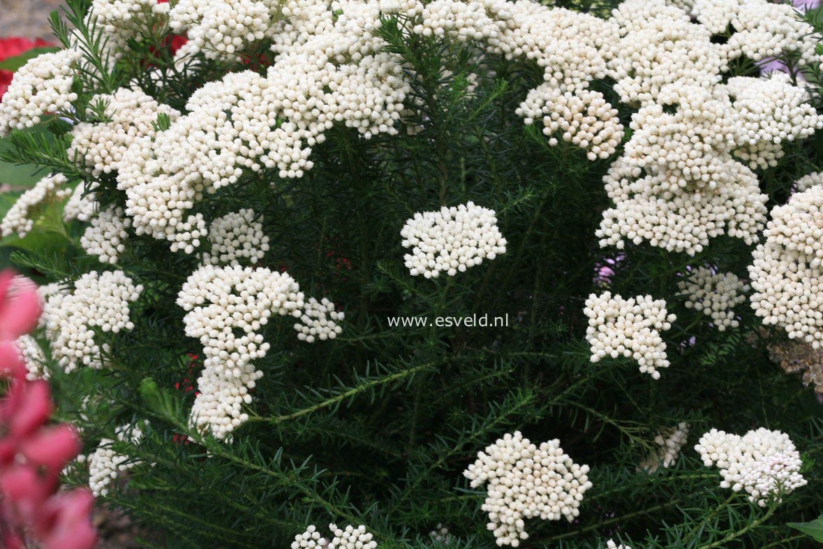 Ozothamnus rosmarinifolius