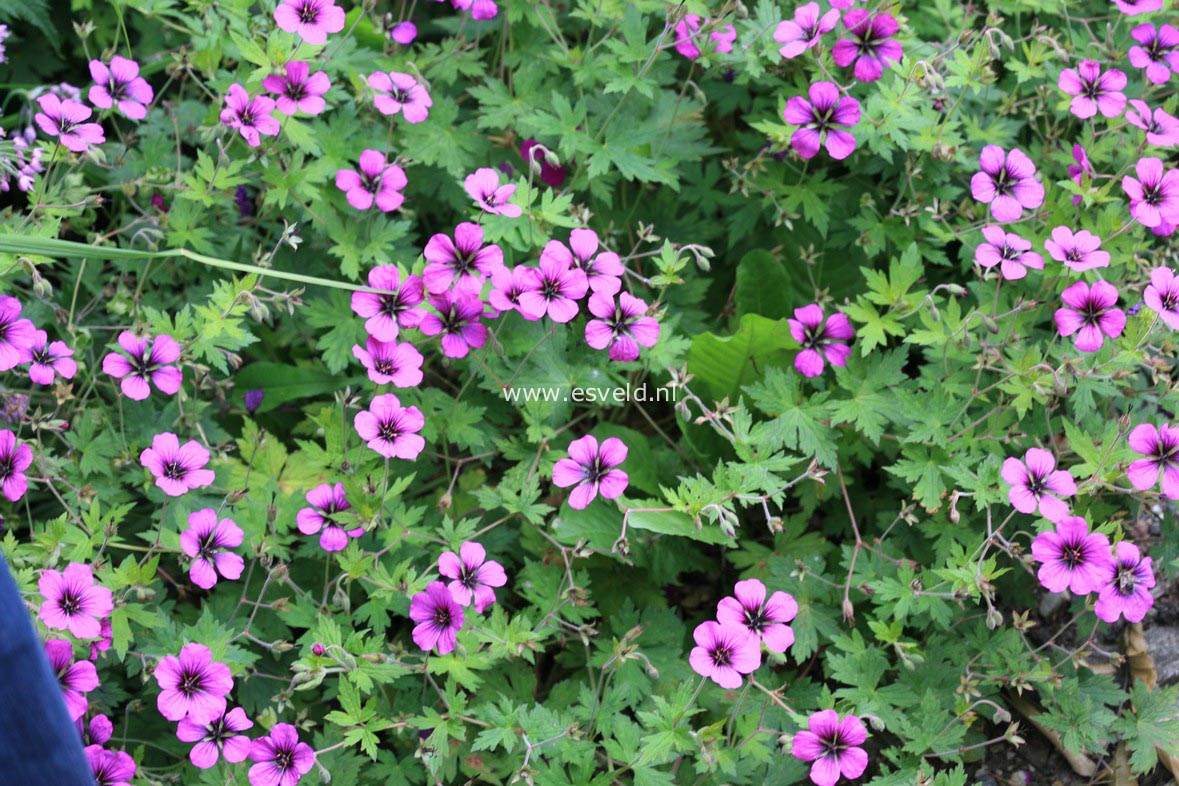 Geranium 'Anne Thomson'