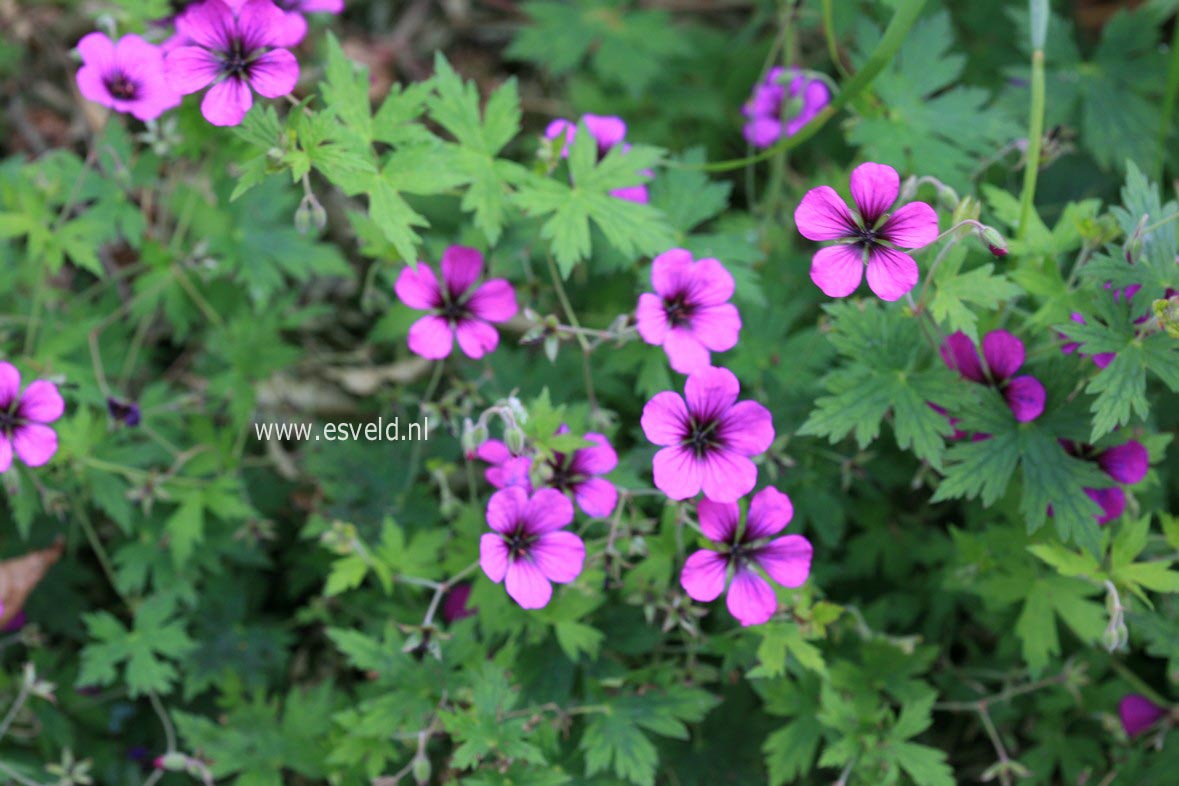 Geranium 'Anne Thomson'